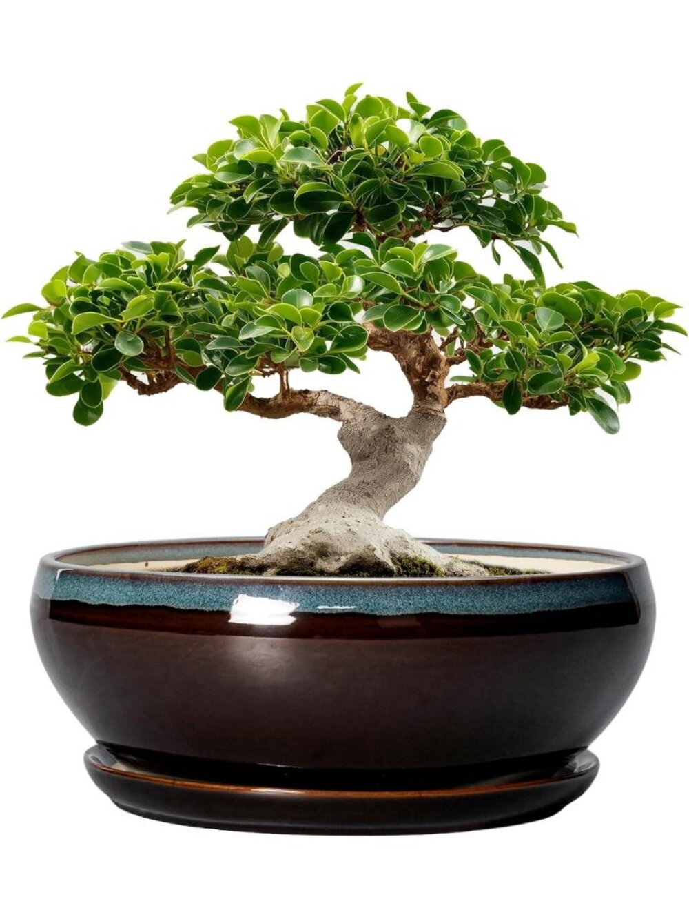 12-Inch Ceramic Bonsai Planter - Large Succulent Pot in Blue-Brown Color